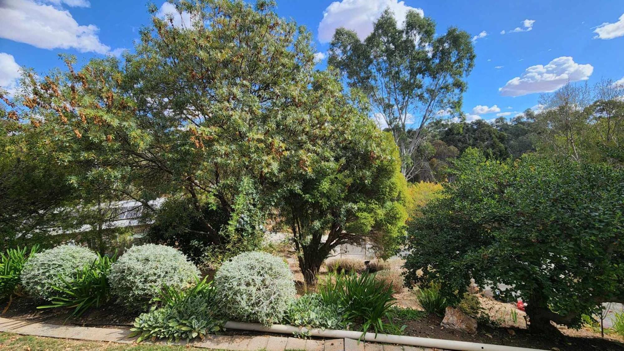 Riesling Trail & Clare Valley Cottages Chambre photo